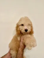 Poodle 1, a male Poodle - Miniature  for sale in Orlando, FL – 2 of 8