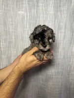 Toy Poodle, a male Poodle - Toy  for sale in Orlando, FL – 3 of 7