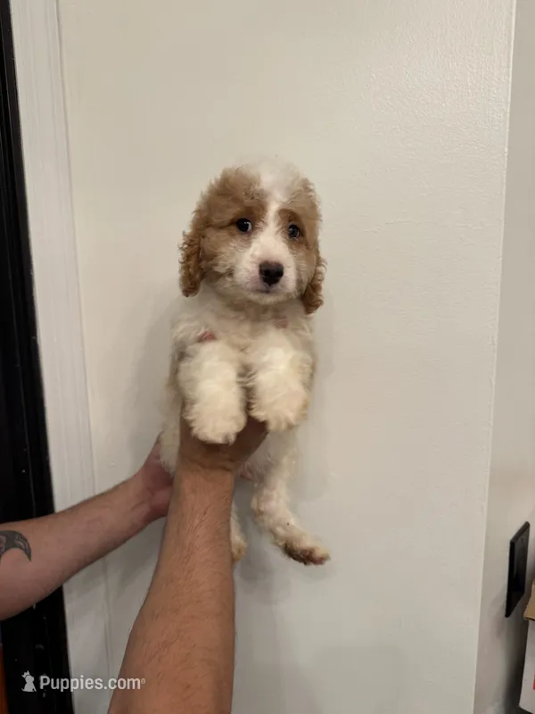 Cavapoo – Cavapoo puppy for sale in Orlando, FL
