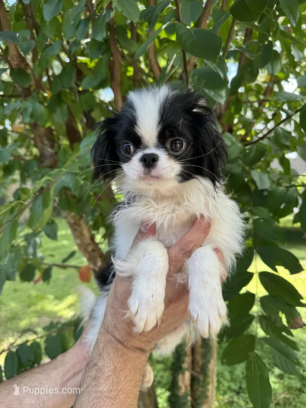Japanese Chin – Japanese Chin puppy for sale in Orlando, FL