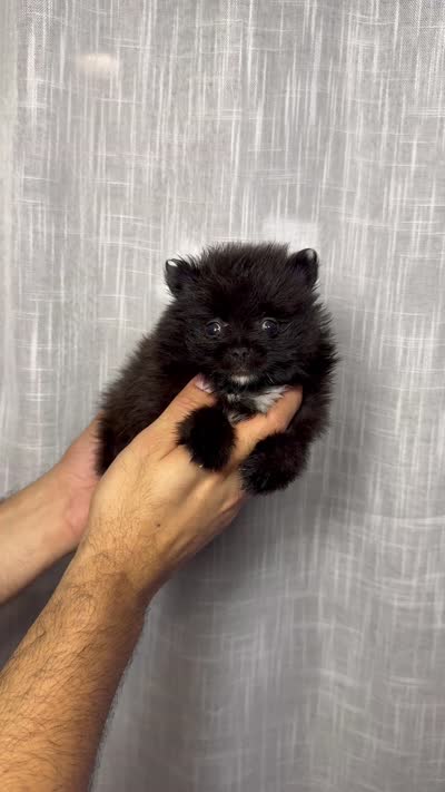 Pomeranian , a male Pomeranian for sale in Orlando, FL – 6 of 6