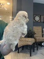 Meltipoo, a male Maltipoo for sale in Orlando, FL – 7 of 8