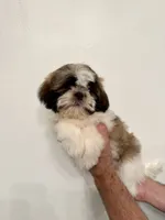 Shih-Tzu 2 , a male Shih Tzu for sale in Orlando, FL – 4 of 6