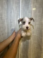 Miniature Schnauzer , a female Miniature Schnauzer for sale in Orlando, FL – 5 of 5