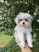 Teacup , a male Aussiedoodle for sale in Orlando, FL – 5 of 6