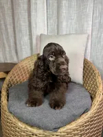 América Cocker Spaniel (Rudy), a female Cocker Spaniel for sale in Orlando, FL – 2 of 10
