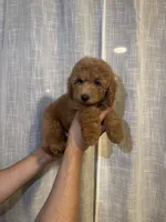 Cockapoo, a male Cockapoo for sale in Orlando, FL – 1 of 5