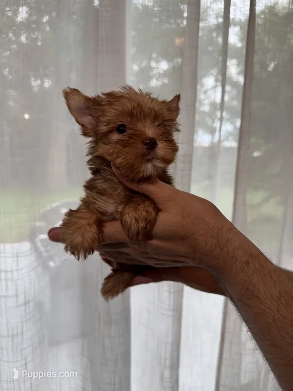 Yorkshire  – Yorkshire Terrier puppy for sale in Orlando, FL