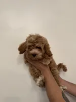 Cockapoo, a male Cockapoo for sale in Orlando, FL – 6 of 7