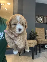 Maltipoo , a female Maltipoo for sale in Orlando, FL – 9 of 10