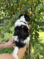 Japanese Chin, a female Japanese Chin for sale in Orlando, FL – 4 of 6
