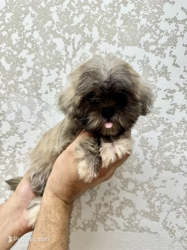 Shorkie 1  – Shorkie puppy for sale in Orlando, FL