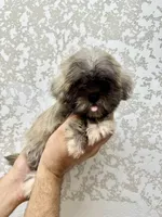 Shorkie 1 , a male Shorkie for sale in Orlando, FL – 1 of 6