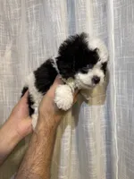 Toy Poodle , a male Poodle - Toy  for sale in Orlando, FL – 5 of 7