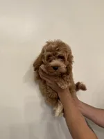 Cockapoo, a male Cockapoo for sale in Orlando, FL – 4 of 7