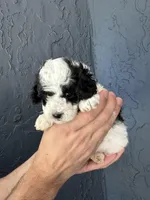 Toy Poodle , a female Poodle - Toy  for sale in Orlando, FL – Photo 2 of 5