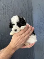 Toy Poodle , a female Poodle - Toy  for sale in Orlando, FL – Photo 3 of 5