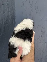 Toy Poodle , a female Poodle - Toy  for sale in Orlando, FL – Photo 5 of 5