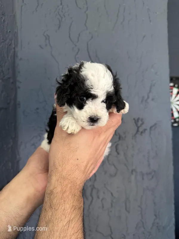 Toy Poodle  – Poodle - Toy  puppy for sale in Orlando, FL
