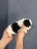 Toy Poodle , a female Poodle - Toy  for sale in Orlando, FL – Photo 4 of 5