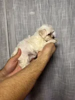 Maltese, a female Maltese for sale in Orlando, FL – 4 of 7