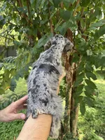 Schnauzer 5 , a female Miniature Schnauzer for sale in Orlando, FL – 7 of 8