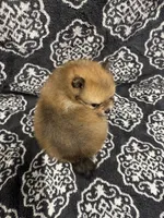 Teacup, a male Pomeranian for sale in Orlando, FL – 2 of 6