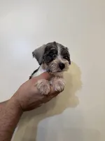 Miniature Schnauzer , a female Miniature Schnauzer for sale in Orlando, FL – 2 of 5