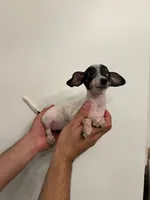 Chihuahua , a female Chihuahua for sale in Orlando, FL – 3 of 6