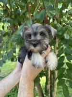 Schnauzer 3, a female Miniature Schnauzer for sale in Orlando, FL – 3 of 7