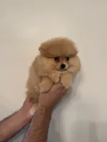 Pomeranian , a female Pomeranian for sale in Orlando, FL – 6 of 9
