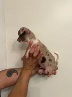 Chihuahua , a male Chihuahua for sale in Orlando, FL – 3 of 5