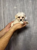 Maltese, a female Maltese for sale in Orlando, FL – 1 of 7
