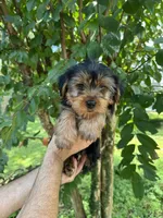 Yorkshire 2, a male Yorkshire Terrier for sale in Orlando, FL – 5 of 8