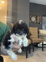 Taco , a male Poodle - Toy  for sale in Orlando, FL – 1 of 10