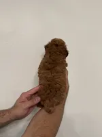 Toy Poodle red 4, a female Poodle - Toy  for sale in Orlando, FL – 4 of 6