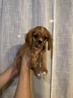Cavalier , a male Cavalier King Charles Spaniel for sale in Orlando, FL – 2 of 7