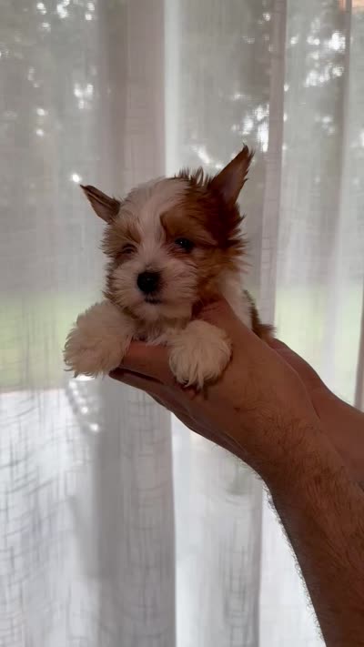 Yorkshire , a female Yorkshire Terrier for sale in Orlando, FL – 7 of 7