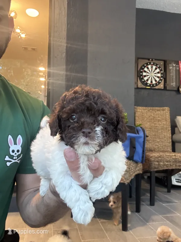 Toy Poodle  – Poodle - Toy  puppy for sale in Orlando, FL