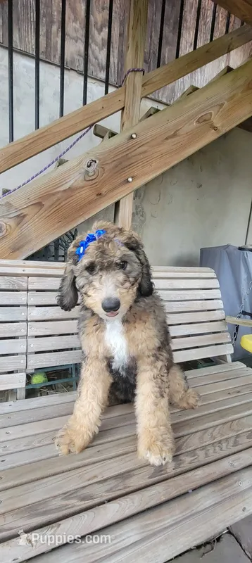 Lady Smith – Bernedoodle puppy for sale in Elizabethtown, PA