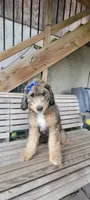 Lady Smith, a female Bernedoodle for sale in Elizabethtown, PA – 1 of 1