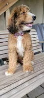 Browning, a male Bernedoodle for sale in Elizabethtown, PA – 1 of 1