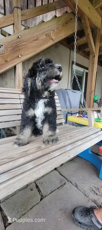 Benelli – Bernedoodle puppy for sale in Elizabethtown, PA