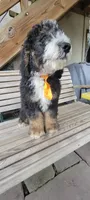 Colt, a male Bernedoodle for sale in Elizabethtown, PA – 1 of 1