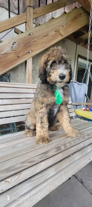 Green Beret – Bernedoodle puppy for sale in Elizabethtown, PA