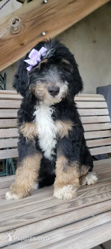 Panzer – Bernedoodle puppy for sale in Elizabethtown, PA