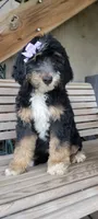 Panzer, a female Bernedoodle for sale in Elizabethtown, PA – 1 of 1