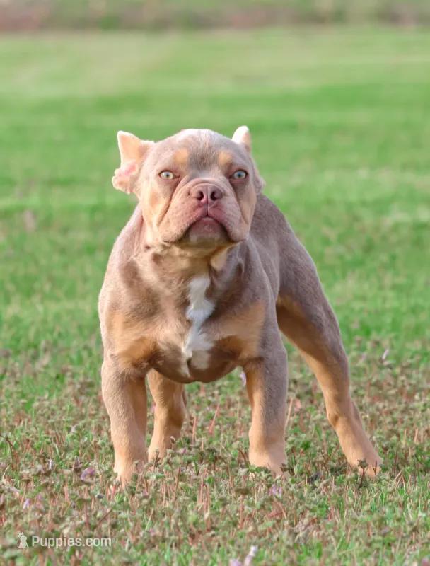 Peanut – French Bulldog puppy for sale in Vandalia, MO