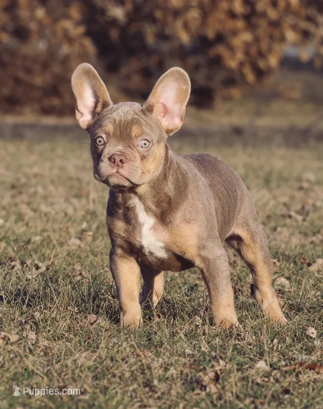 Peanut – French Bulldog puppy for sale in Vandalia, MO