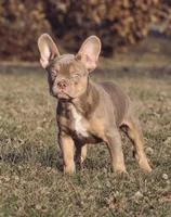 Peanut, a male French Bulldog for sale in Vandalia, MO – Photo 1 of 2
